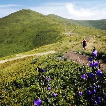 срібний вовк Sasivka
