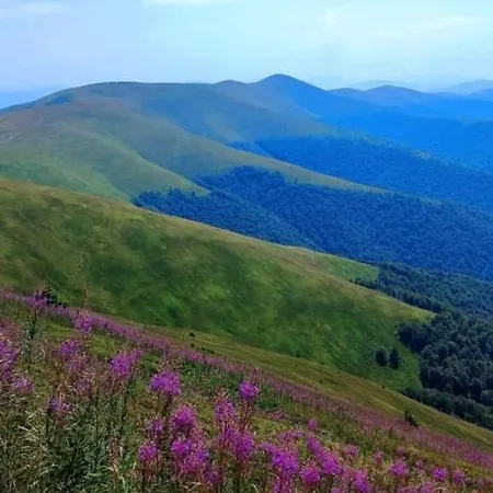 срібний вовк Sasivka