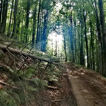 срібний вовк