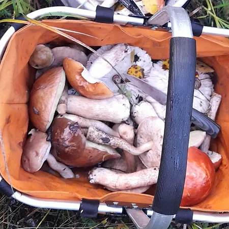 срібний вовк 펜션 Sasivka