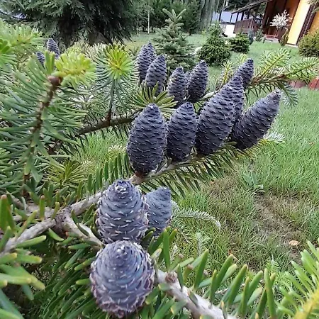 срібний вовк 펜션 Sasivka