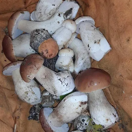 срібний вовк